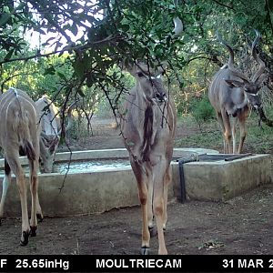 South Africa Trail Cam Pictures Kudu