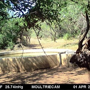 Trail Cam Pictures of Nyala in South Africa