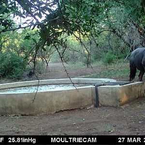 Blue Wildebeest Trail Cam Pictures South Africa