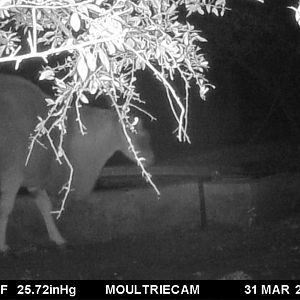 South Africa Trail Cam Pictures Eland