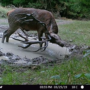 Red Stag on Trail Camera