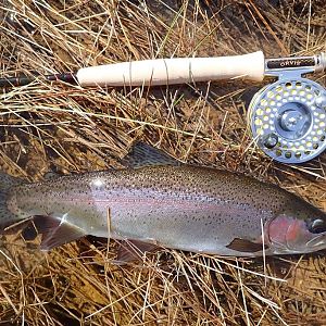 Rainbow Trout Fishing Colorado River Arizona USA