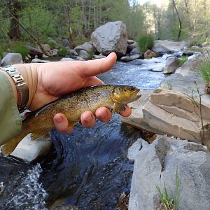 Oak Creek Arizona USA Fishing Brown Trout