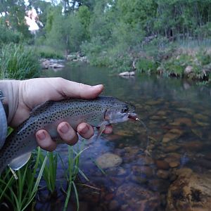 Canyon Creek Arizona USA Fishing Rainbow Trout