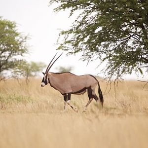 Gemsbok South Africa