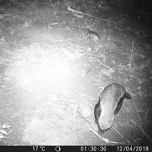 African Honey Badger Trail Cam Pictures South Africa