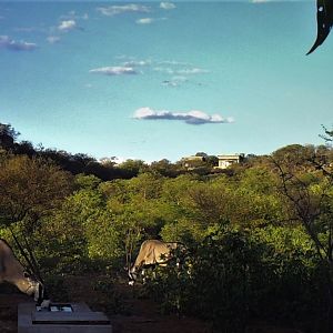 Trail camera at camp waterhole