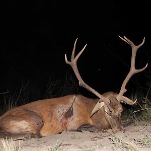 Argentina Bow Hunting Red Stag
