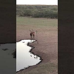 Red Stag Argentina