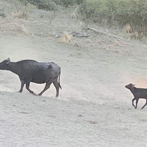 Water Buffalo Argentina