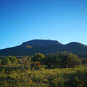 Fallow Deer Bow Hunt South Africa