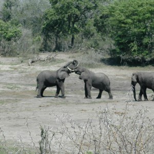 Elephants South Africa