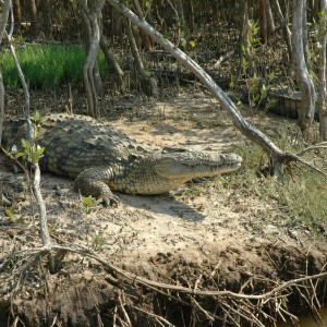Croc South Africa