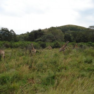 South-East of Pongola, KZN, South Africa