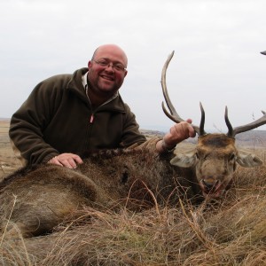 Fallow deer, Hunting with Clients