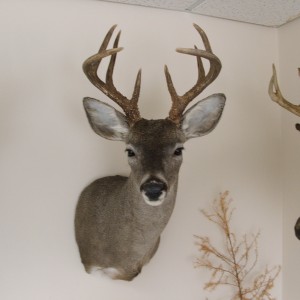 Coues Deer