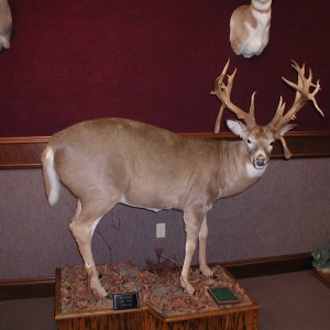 Virginia Whitetail