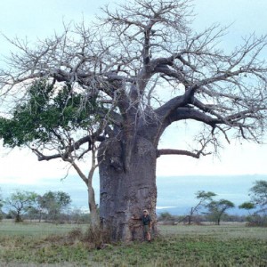 Baobab in the Selous