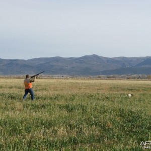 Fall Pheasant Hunt, Manti, Utah USA
