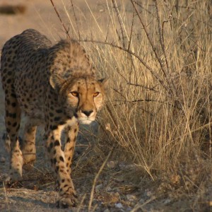 Epako Cheetah