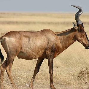 Etosha Red Hartebeest