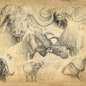 Wildlife Artist Marcello Pettineo - Buffalo