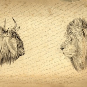 Wildlife Artist Marcello Pettineo - Face to Face