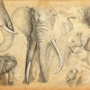 Wildlife Artist Marcello Pettineo - Elephant