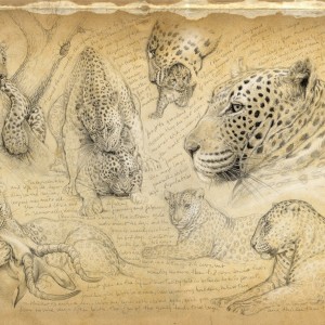 Wildlife Artist Marcello Pettineo - Leopard