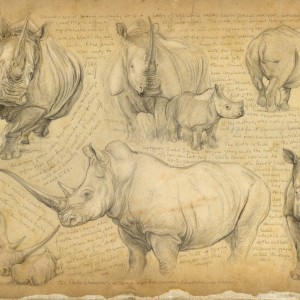 Wildlife Artist Marcello Pettineo - White Rhino