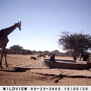 Gemsboks, Giraffes, baboons, Kudu and Baboons, Namibia