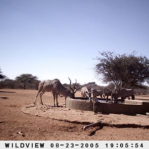 Gemsboks, Kudus and Baboons, Namibia