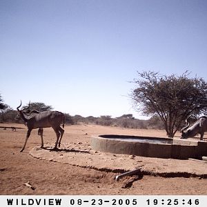 Kudus and Baboons, Namibia