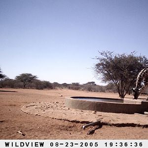 Giraffes and Warthogs, Namibia