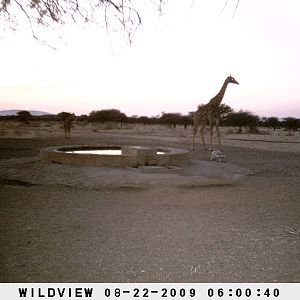 Giraffes, Namibia