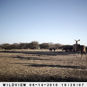 Kudus, Namibia