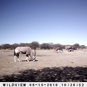 Kudu, Blue Wildebeest, Gemsbok, Impala, Namibia