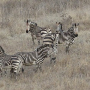 My new herd of Hartman Zebra