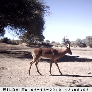 Impala, Namibia