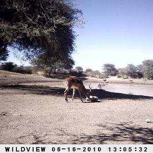 Impala and Gemsbok, Namibia
