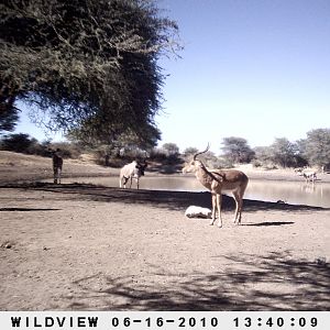 Impala and Kudu, Namibia