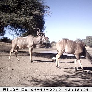 Kudu, Namibia