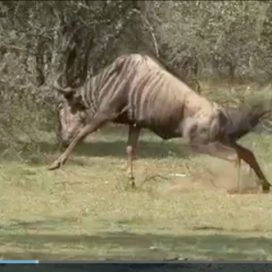 Blue Wildebeest hunt