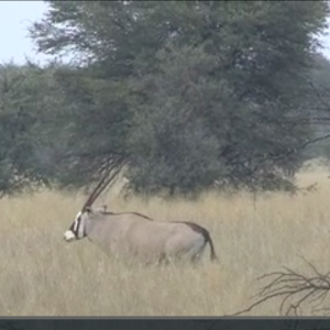 Gemsbuck hunt 2010