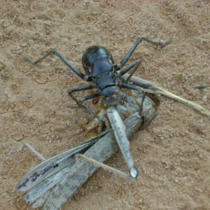 Jimminey cricket