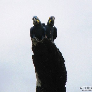 Hyacinth Macaws in the Amazon