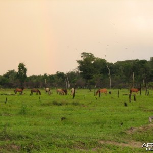 Wild horses in Roraima Brasil