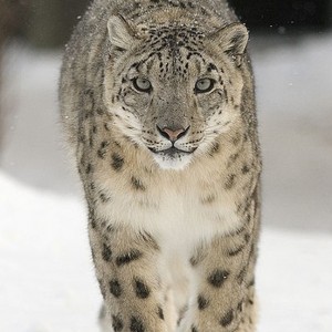 Snow Leopard