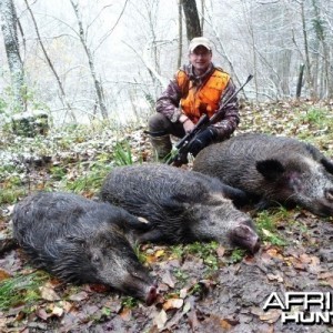Driven Boar Hunt in France