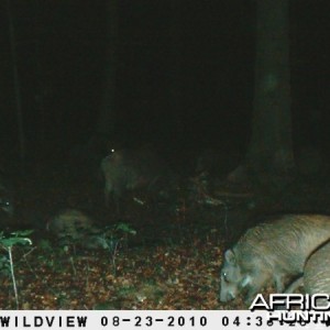 Trailcam shot of wild boar on the revere